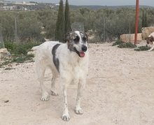 MARISA, Hund, Herdenschutzhund in Spanien - Bild 6