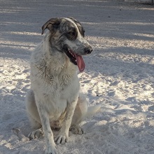 MARISA, Hund, Herdenschutzhund in Spanien - Bild 8