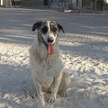 MARISA, Hund, Herdenschutzhund in Spanien - Bild 9