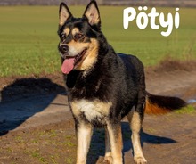PÖTYI, Hund, Mischlingshund in Ungarn - Bild 1