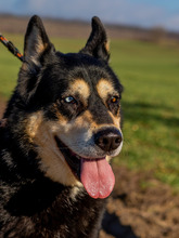 PÖTYI, Hund, Mischlingshund in Ungarn - Bild 3