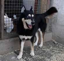 PÖTYI, Hund, Mischlingshund in Ungarn - Bild 5
