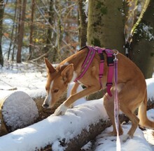 PAZ, Hund, Podenco-Mix in München - Bild 23