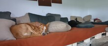 PAZ, Hund, Podenco-Mix in München - Bild 24