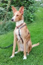 PAZ, Hund, Podenco-Mix in München - Bild 3