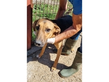 EMRIK, Hund, Mischlingshund in Rumänien