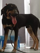 TYSON, Hund, Deutscher Schäferhund in Griechenland - Bild 1