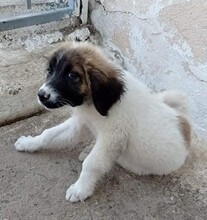 OLLI, Hund, Herdenschutzhund-Mix in Griechenland - Bild 6
