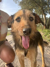ELSA, Hund, Mischlingshund in Portugal - Bild 1