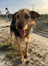 ELSA, Hund, Mischlingshund in Portugal - Bild 2