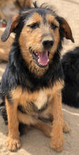 ELSA, Hund, Mischlingshund in Portugal - Bild 7