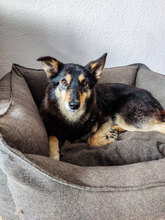 ACAI, Hund, Mischlingshund in Bulgarien