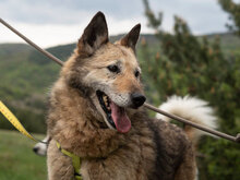 GODJI, Hund, Siberian Husky-Mix in Bulgarien - Bild 3