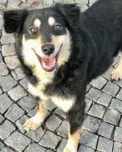 LORRA, Hund, Mischlingshund in Nürnberg
