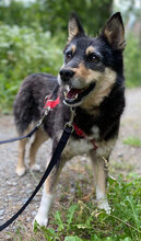 CASIS, Hund, Mischlingshund in Bulgarien