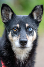 BOROVIN, Hund, Mischlingshund in Bulgarien
