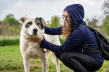 WINNETOU, Hund, Mischlingshund in Bulgarien - Bild 4