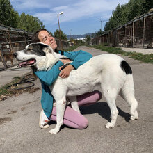 WINNETOU, Hund, Mischlingshund in Bulgarien - Bild 6