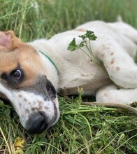 MANDIOCA, Hund, Mischlingshund in Spanien