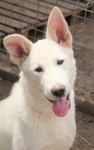 ELEKTRA, Hund, Mischlingshund in Rumänien