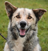 ZAHIRA, Hund, Mischlingshund in Bulgarien