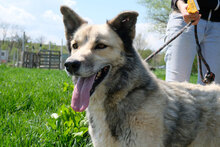 ZAHIRA, Hund, Mischlingshund in Bulgarien - Bild 2