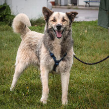 ZAHIRA, Hund, Mischlingshund in Bulgarien - Bild 4