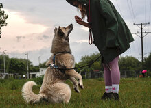 ZAHIRA, Hund, Mischlingshund in Bulgarien - Bild 7
