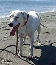 KIRA, Hund, Deutsche Dogge-Mix in Spanien - Bild 3