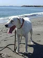 KIRA, Hund, Deutsche Dogge-Mix in Spanien - Bild 4