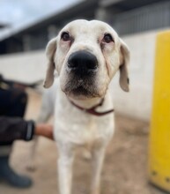 KIRA, Hund, Deutsche Dogge-Mix in Spanien - Bild 5