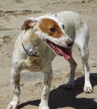 CALYPSO, Hund, Mischlingshund in Spanien