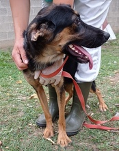 LULU, Hund, Mischlingshund in Kroatien - Bild 14