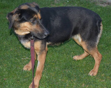 LULU, Hund, Mischlingshund in Kroatien - Bild 3