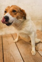 BATUMI, Hund, Mischlingshund in Russische Föderation - Bild 1