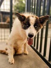 QARELI, Hund, Mischlingshund in Russische Föderation - Bild 1