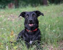 KATINA, Hund, Mischlingshund in Blankenfelde-Mahlow - Bild 5