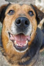 NAOMI, Hund, Mischlingshund in Rumänien - Bild 1