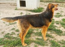 NAOMI, Hund, Mischlingshund in Rumänien - Bild 10