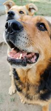 NAOMI, Hund, Mischlingshund in Rumänien - Bild 2