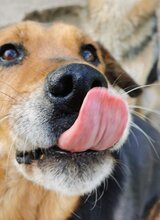 NAOMI, Hund, Mischlingshund in Rumänien - Bild 3
