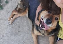NAOMI, Hund, Mischlingshund in Rumänien - Bild 4
