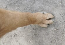 NAOMI, Hund, Mischlingshund in Rumänien - Bild 5