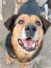 NAOMI, Hund, Mischlingshund in Rumänien - Bild 6