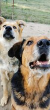 NAOMI, Hund, Mischlingshund in Rumänien - Bild 9