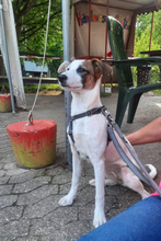 LISSY, Hund, Mischlingshund in Duisburg - Bild 3