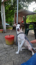 LISSY, Hund, Mischlingshund in Duisburg - Bild 4