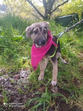 PÜNKTCHEN, Hund, Mischlingshund in Portugal - Bild 4