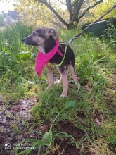 PÜNKTCHEN, Hund, Mischlingshund in Portugal - Bild 6