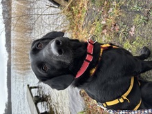 ADAM, Hund, Mischlingshund in Berlin - Bild 1